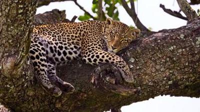 Afrikas Ikonen der Tierwelt: Großkatzen