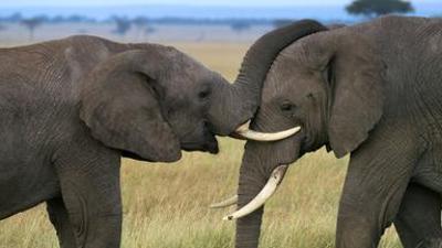 Afrikas Ikonen der Tierwelt: Herdentiere