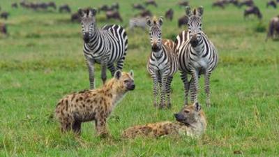 Afrikas Ikonen der Tierwelt: Allesfresser