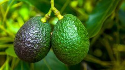 Avocado - Superfood im Zwielicht