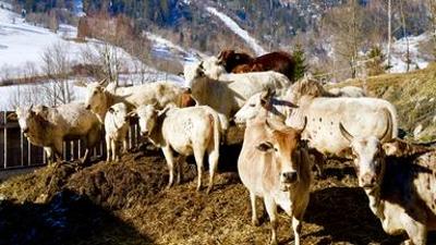 Bergbauernleben: Der Herbst