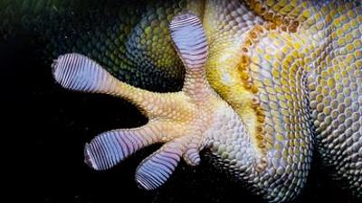 Das Genie der Natur: (1/3)  - Die Magie der Bewegung