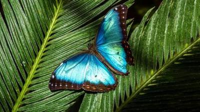 Das Genie der Natur: (2/3) - Material ist alles