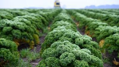 Der Kampf um Agrar-Subventionen