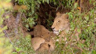 Die Großkatzen der Masai Mara: In der Kinderstube