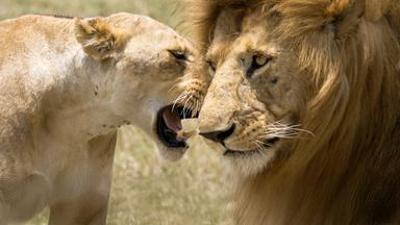 Die Großkatzen der Masai Mara: Auf der Jagd
