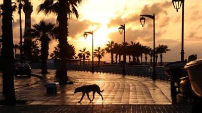 Die letzten Tage von Beirut