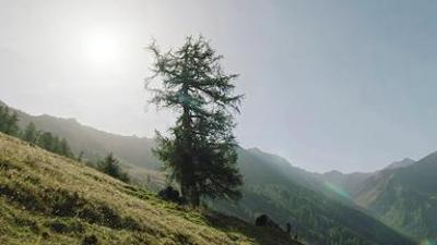 Die magische Welt der Bäume: Die Lärche