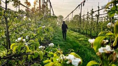 Die Nordreportage: Birnen erobern das Alte Land