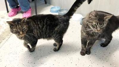 Die Nordreportage: Tierisch stark - Die Tierretter von Hamburg