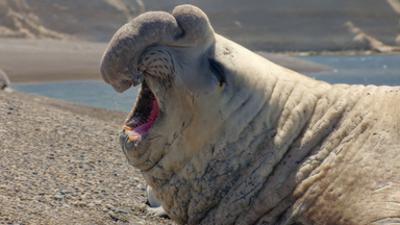 Die Sprache der Tiere: Starke Stimmen Die Sprache der Tiere: Starke Stimmen