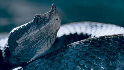 Die Sprache der Tiere: Versteckte Botschaften Die Sprache der Tiere: Versteckte Botschaften