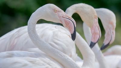Die Sprache der Tiere: Teamwork Die Sprache der Tiere: Teamwork