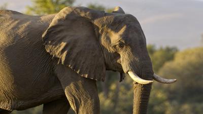 Die Sprache der Tiere: Gefühlssache Die Sprache der Tiere: Gefühlssache