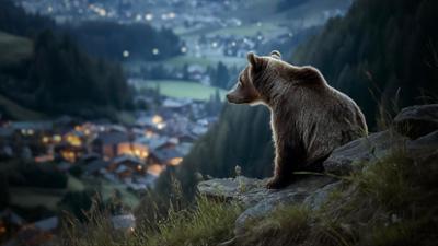 Dokumentarfilm: Gefährlich nah – Wenn Bären töten