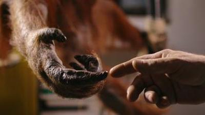 Dokumentarfilmzeit: The Second Life – Der Blick der toten Tiere