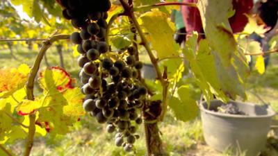 Esskulturen: Tief verwurzelt, der Blaufränkisch im Burgenland