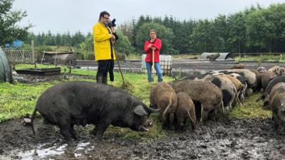 Esskulturen: Iss besser! – Tariks wilde Küche: Nordfriesische Weide-Schweine