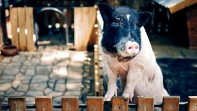 Fabelhafte Artgenossen: Das Schwein - Kurzprogramm