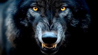 Fabelhafte Artgenossen: Der Wolf - aus der Reihe "Fabelhafte Artgenossen" - Kurzprogramm