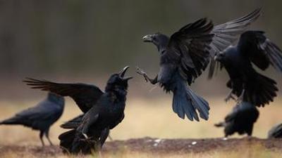 Fabelhafte Artgenossen: Der Rabe - aus der Reihe "Fabelhafte Artgenossen"