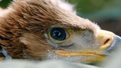 Faszination Österreich: Das Burgenland