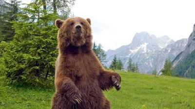 Fernsehfilm: Der Bär ist los! Die Geschichte von Bruno - mit Harald Krassnitzer