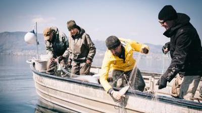 Fisch ahoi!: (2/6) -  Attersee-Hering