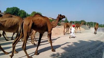 Hüter der Erde: Kamelhirten in Rajasthan