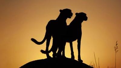 Kulturzeit: Autokraten & Tech-Bosse: die neuen Raubtiere