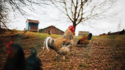 Makro: Landlust 4.0?