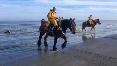 Leben an der Nordsee: Belgien und die Niederlande