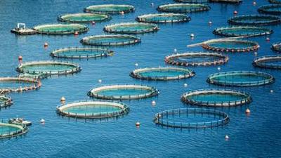 Massenware Fisch: Siegeszug der Fischfarmen