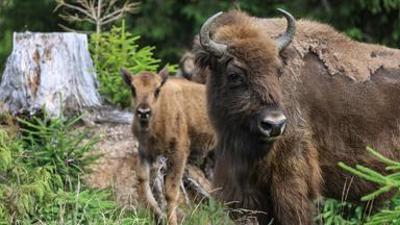 nano: Zurück in die Wildnis: Ist das die Rettung für Wisent & Co? |NANO