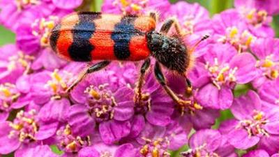 nano: Immer weniger Fluginsekten in Deutschland