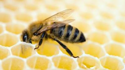 nano: Bienen retten Kenias Mangroven