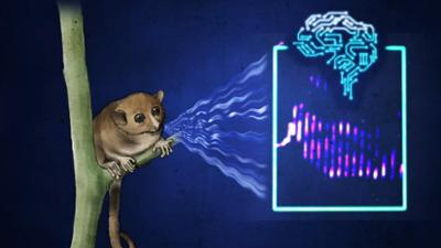 nano: Doku: Können wir Tiere bald besser verstehen?