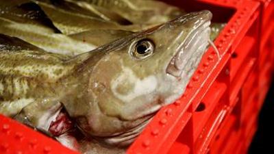 nano: spezial: Die Folgen von Überfischung und Klimawandel