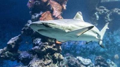 nano: Haie, Schlangen, Chamäleons: Artenvielfalt in Gefahr