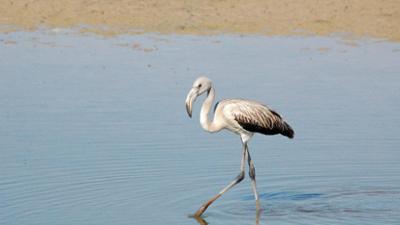 nano: Doñana-Nationalpark trocknet aus