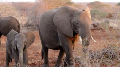 nano: 100 Jahre Kruger Nationalpark 