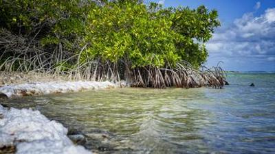 nano: Klimaschutz erzwungen: Karibikinsel siegt gegen Niederlande| NANO