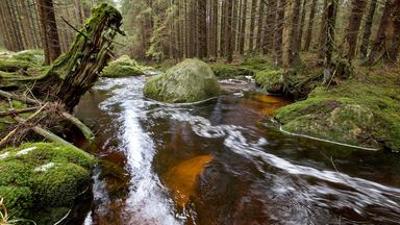 Natur: Der Harz - Felsenreich und Wasserwelten