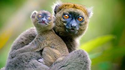 Natur: Madagaskar - Tropisches Inselparadies