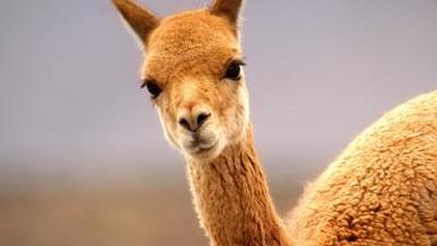 Natur: Die Anden – Natur am Limit