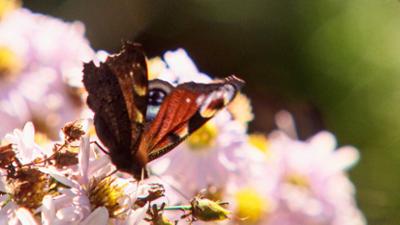 Natur: Das Land blüht auf - Natur in Salzburgs Gartenparadiesen