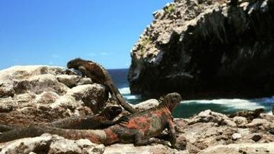 Natur: Der Humboldtstrom (3/3): Von Peru bis Galapagos