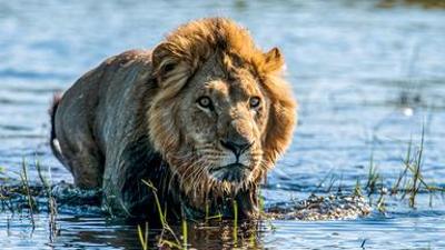 Natur: under Okawango (1/3) - Fluss des Lebens