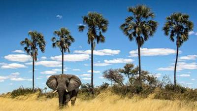 Natur: under Okawango (2/3) - Im Herzen des Deltas