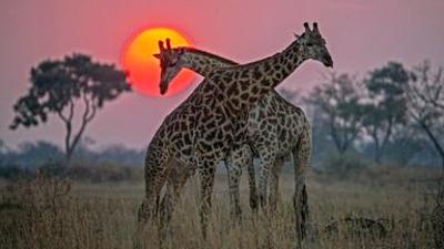 Natur: under Okawango (3/3) - Mündung in der Wüste